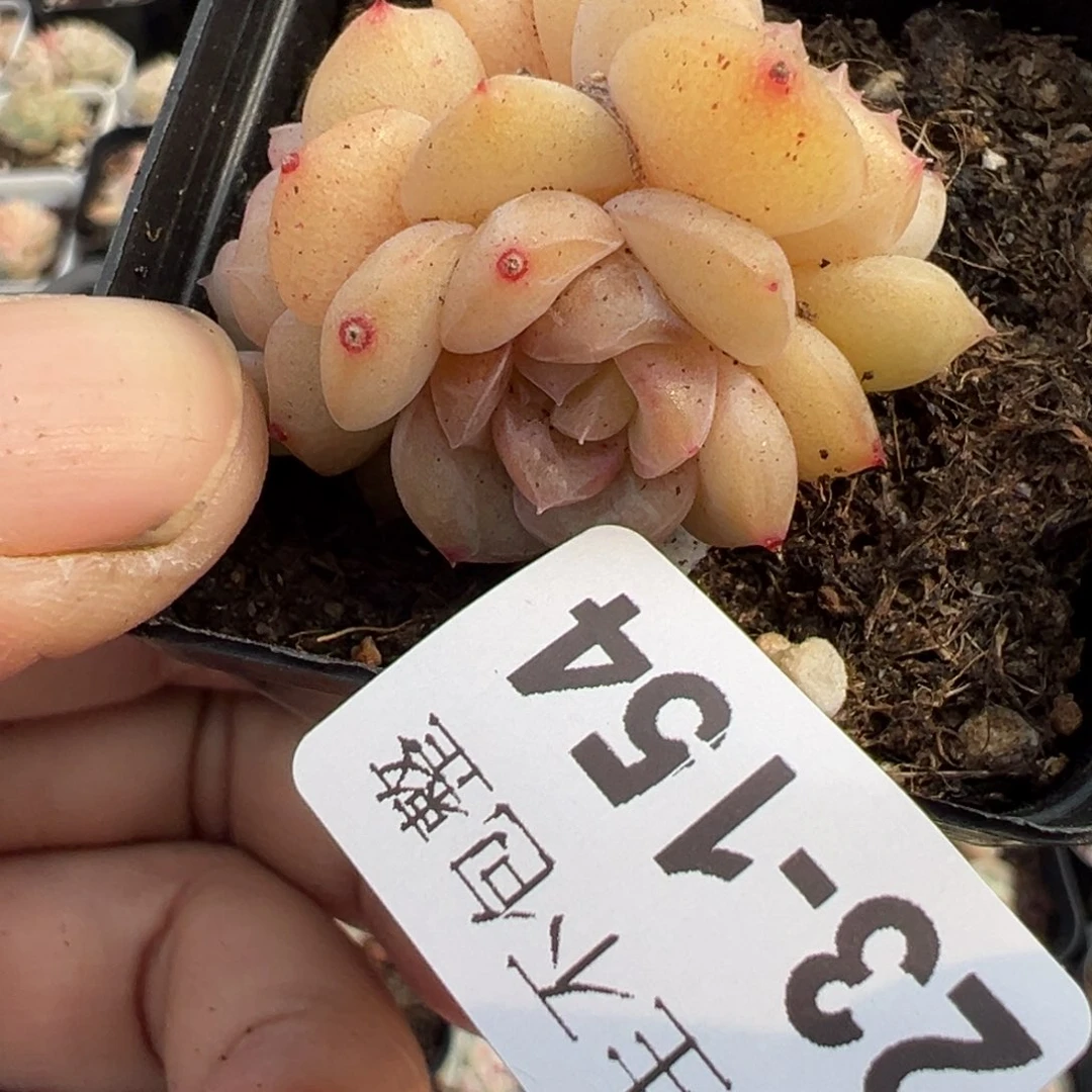 小卡拉米糖心一物一拍23-154