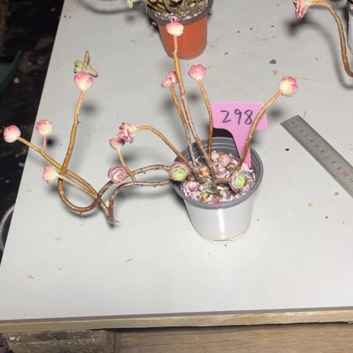 薄化妆多肉植物298