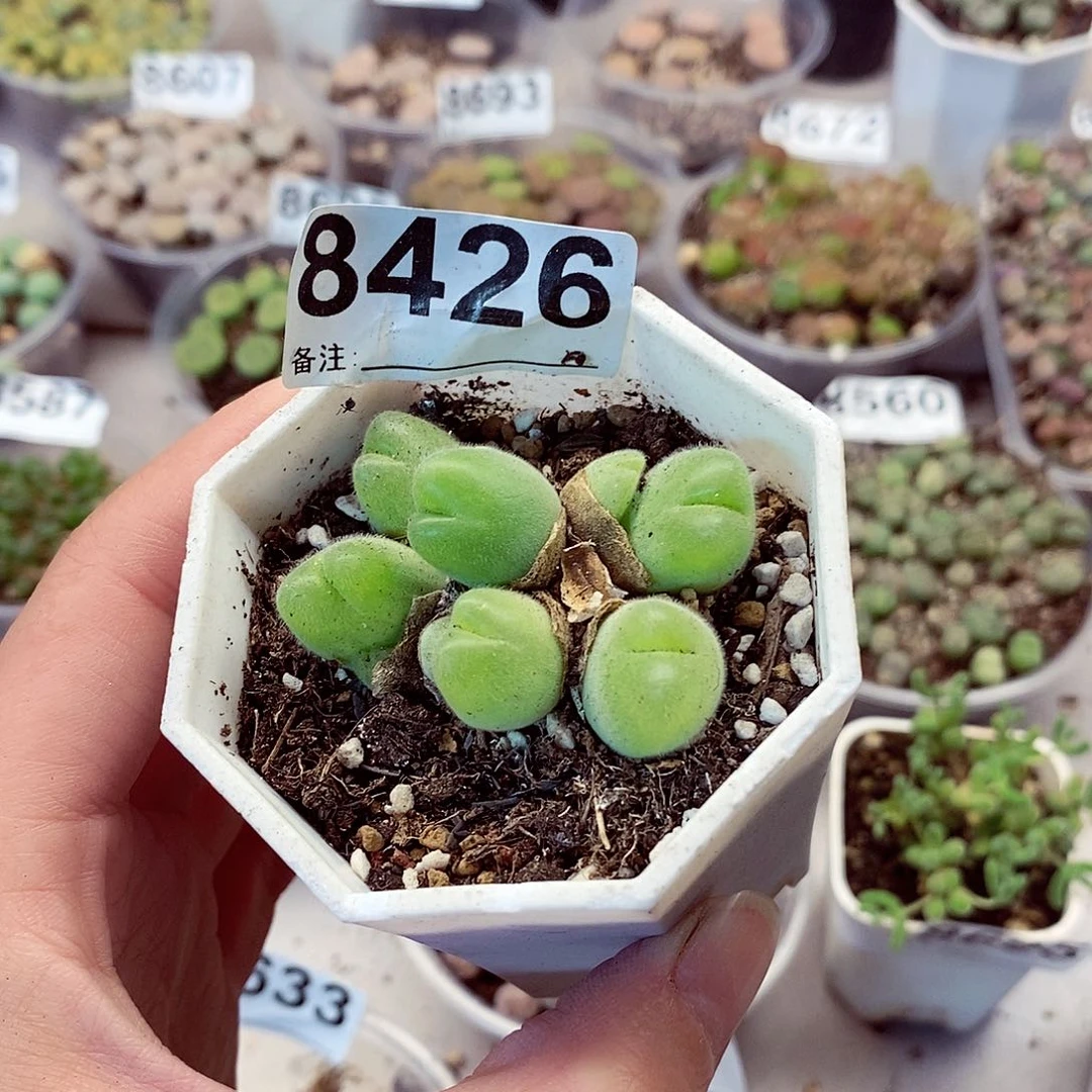 8426那不给毛脆滴龙卡咯