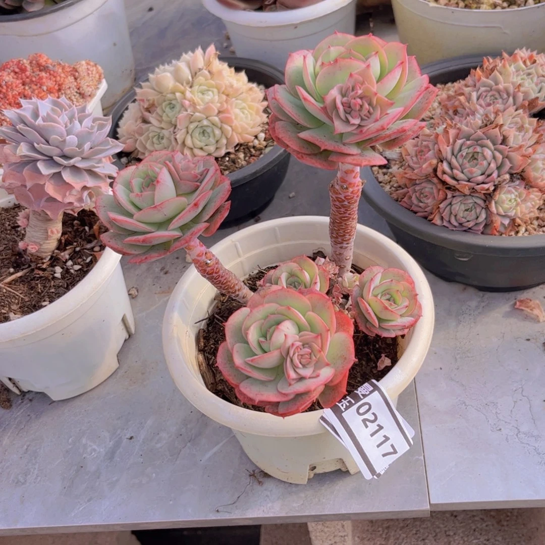 克罗地亚玫瑰多肉植物02117