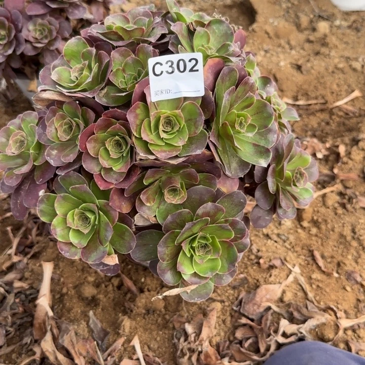 302 清棚处理不包断枝