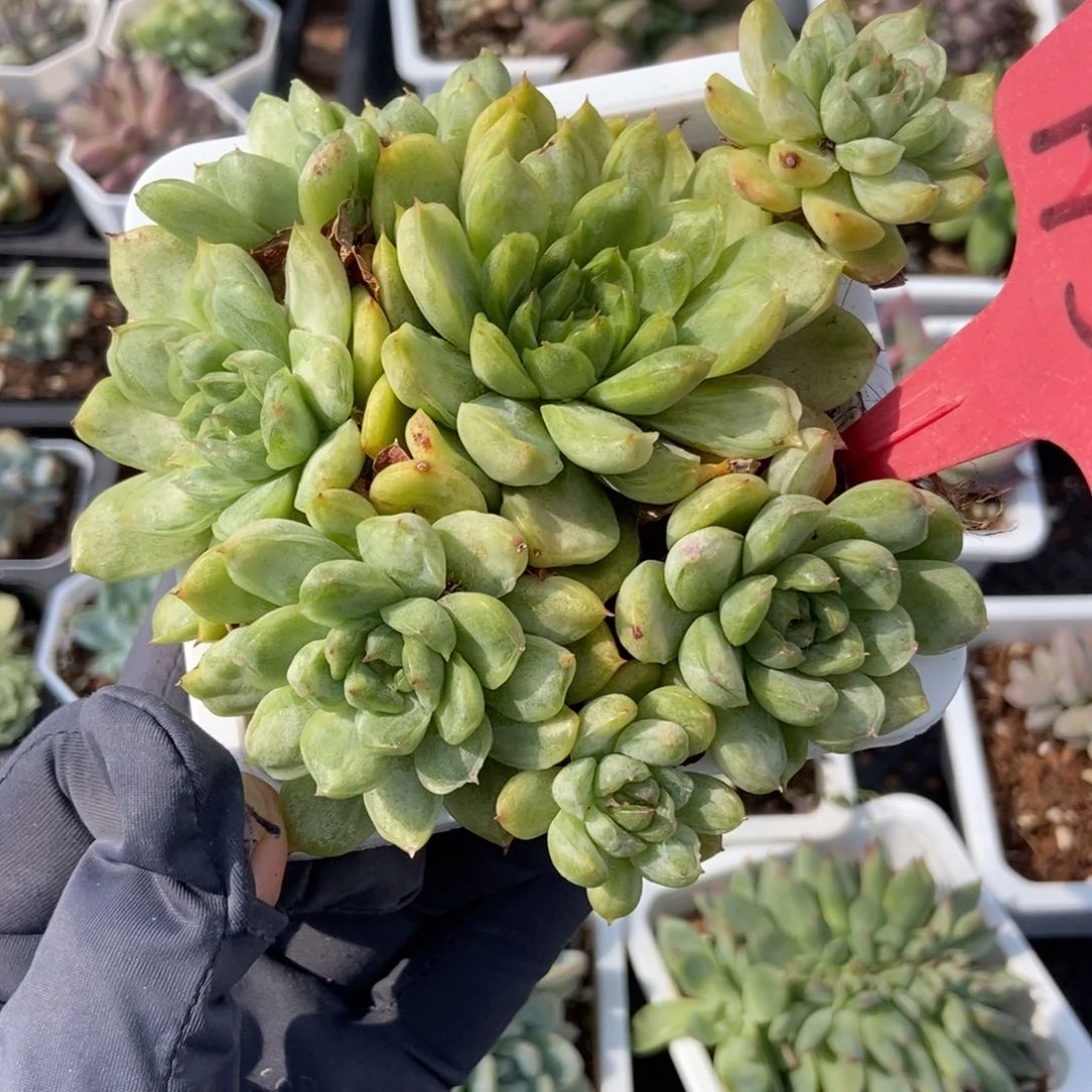 5冰天使锦多肉植物保护