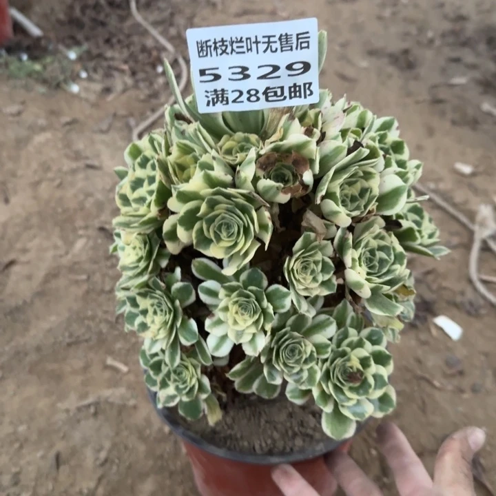 M***g5329二号棚迈巴赫B
