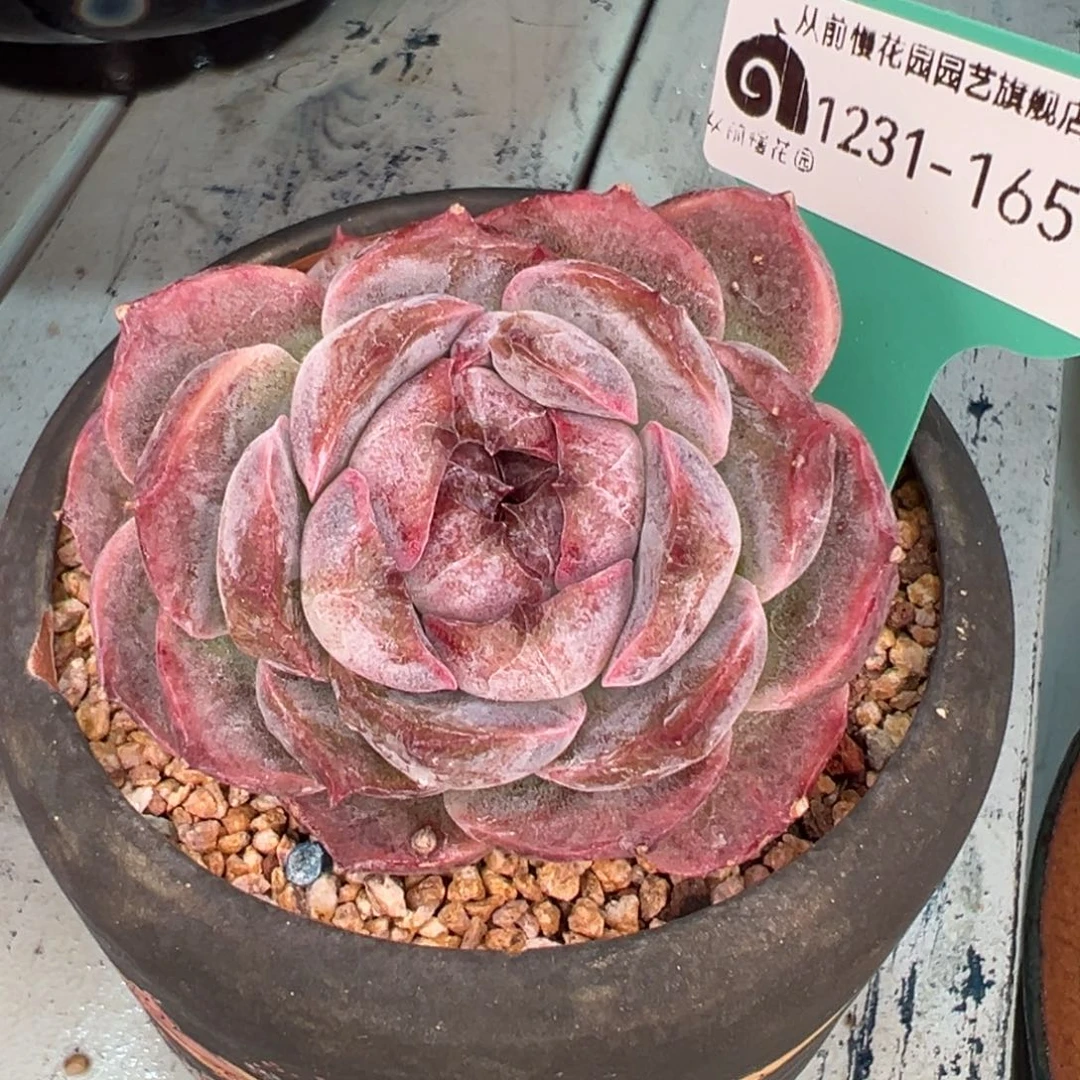 从前慢多肉精选编号1231.165