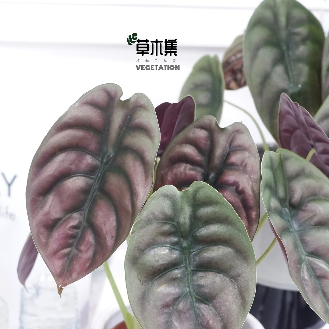 《草木集｜铜叶海芋》铜色涟漪荡漾，金属铠甲如铜镜般铮亮。