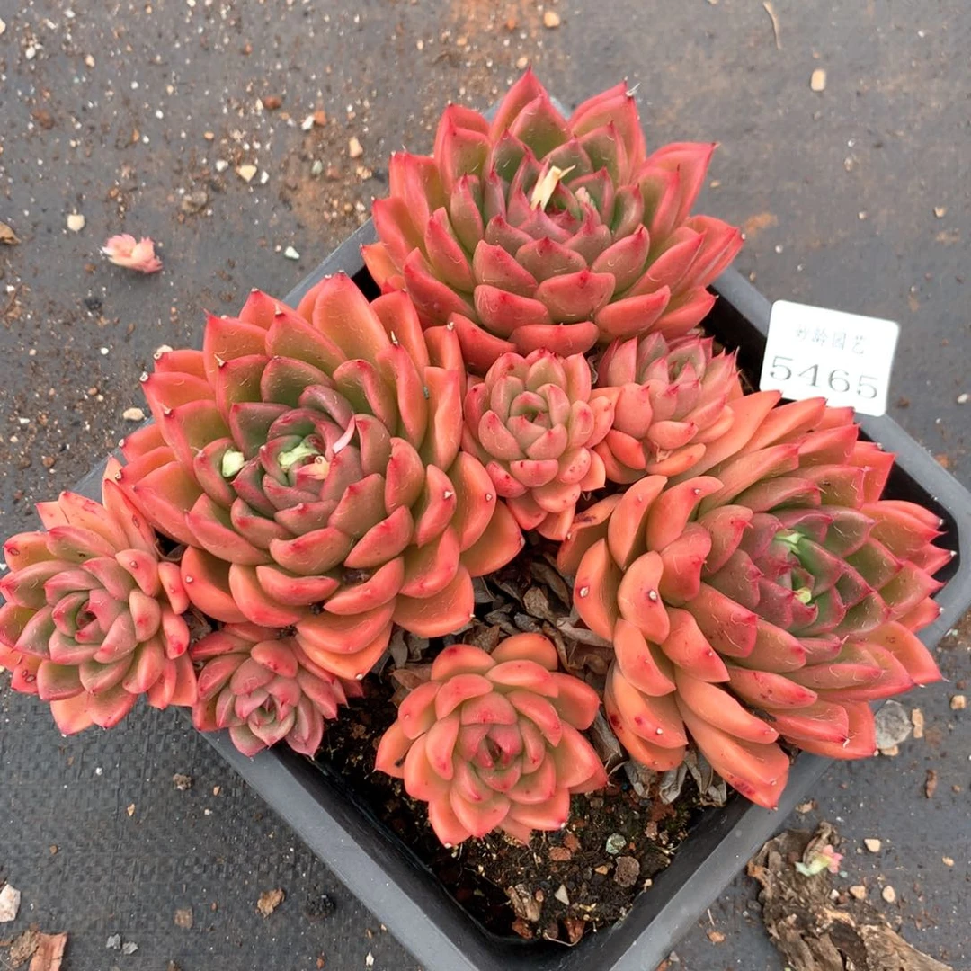5465杂交多肉植物