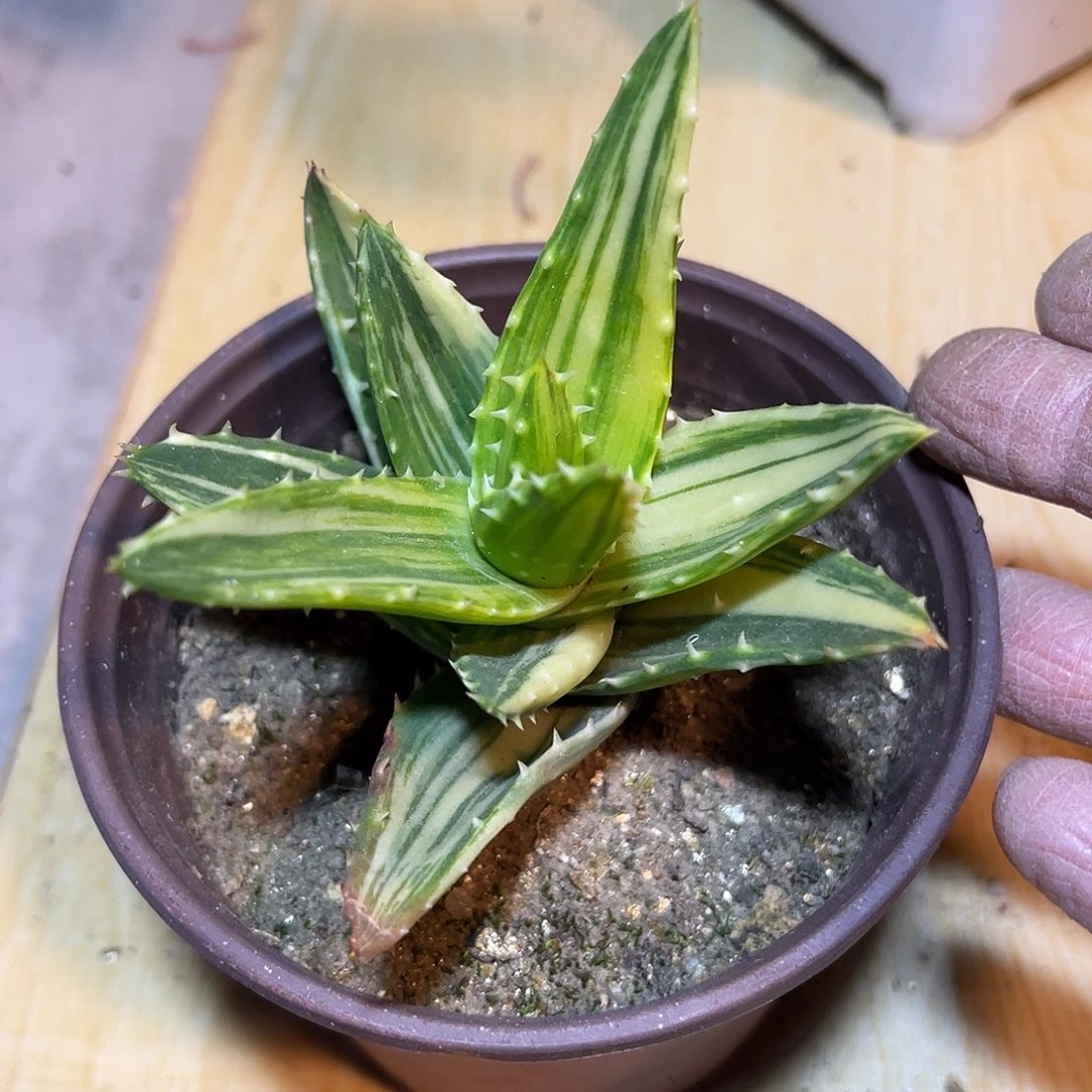 不夜城芦荟锦一物一拍的