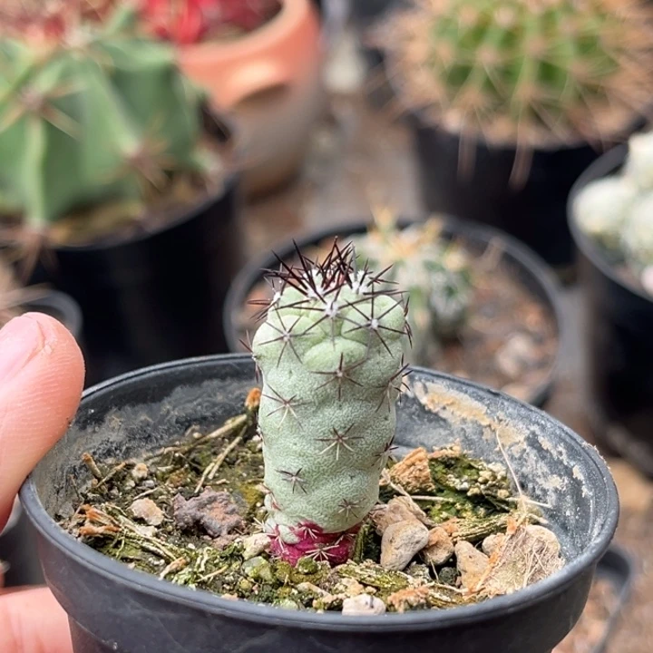 仙人球一物一拍自根