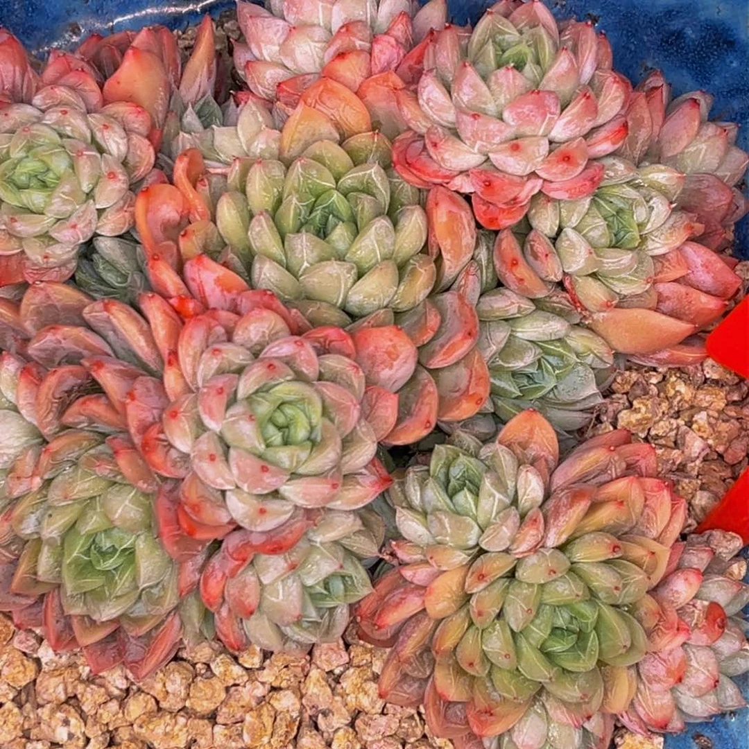 2605下午多肉植物群生