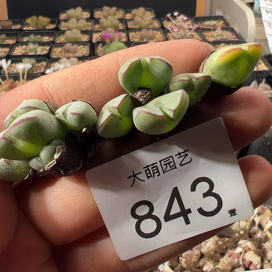一物一拍。      843