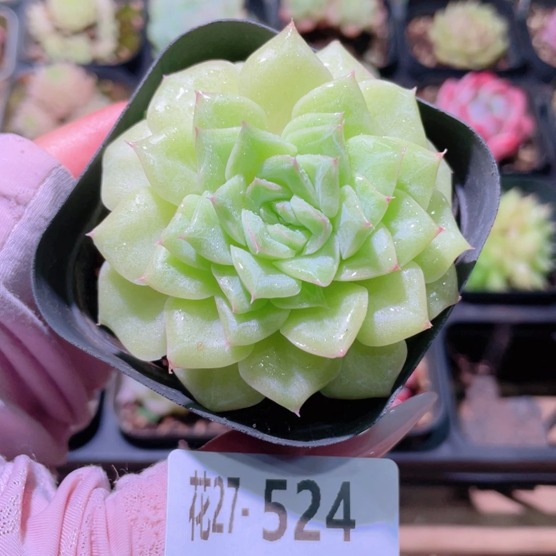 花利美27-524白天鹅