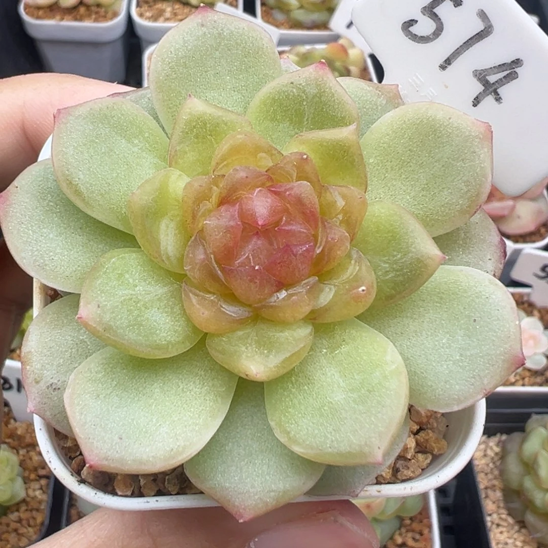 574号碧琉璃 晗雨多肉