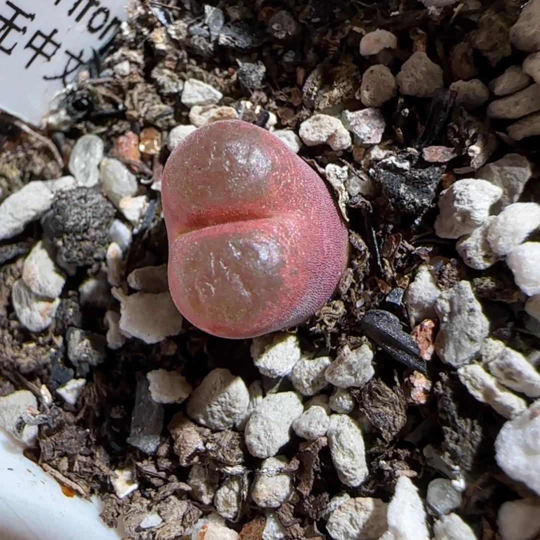 肉锥多肉植物组合-6km风铃1506