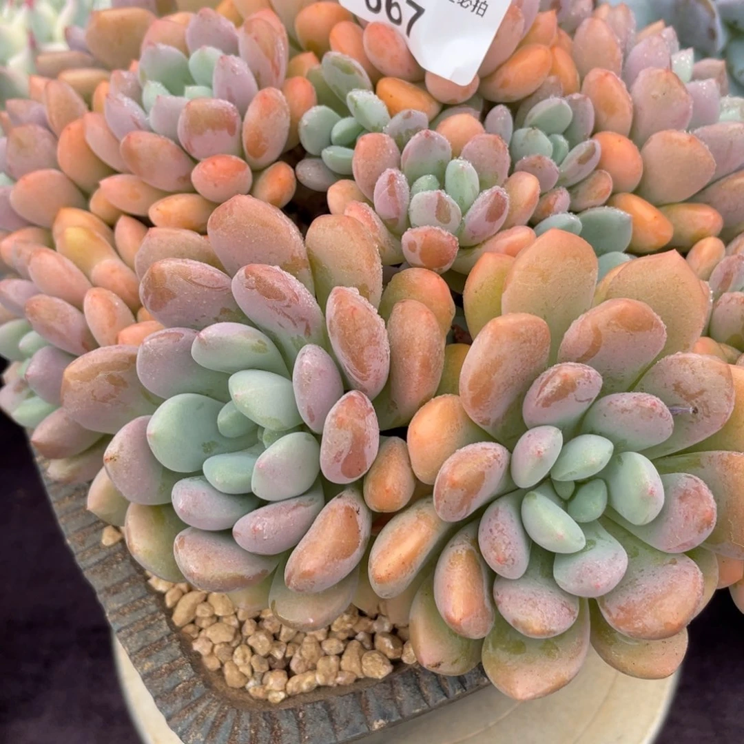 ʚ***ɞ667白露群生多肉植物