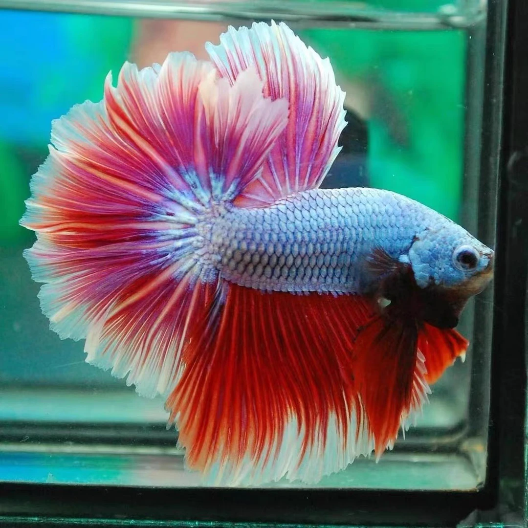 C8（169-192）泰国斗鱼活体精品观赏鱼活体（直播间选鱼）