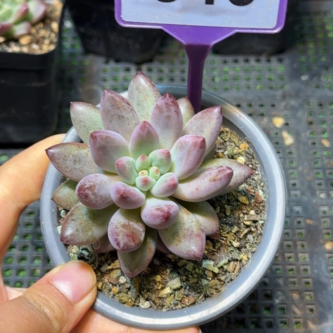 虞美人多肉植物846