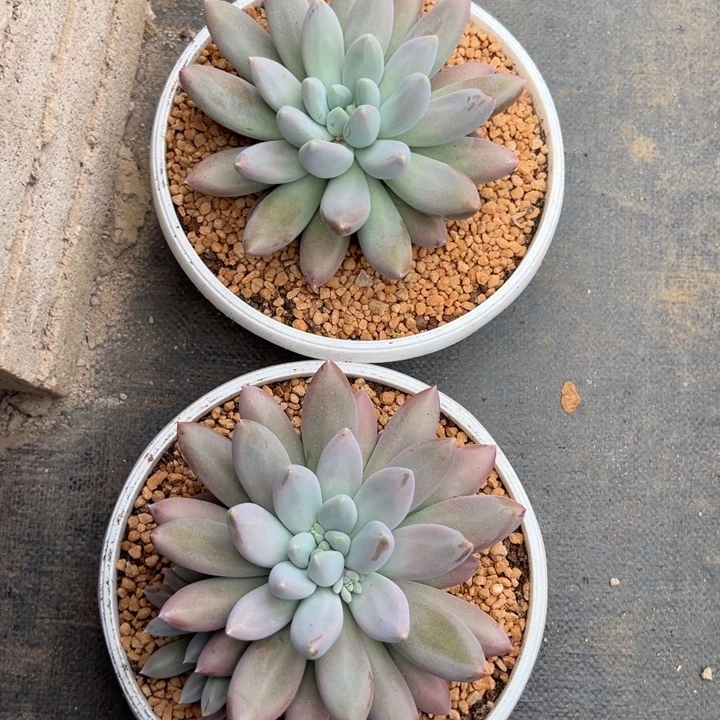 荒***糖优雅姐海豚体哥特两颗