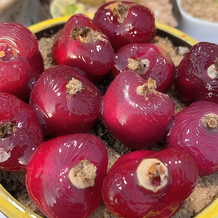 红宝石母本一颗