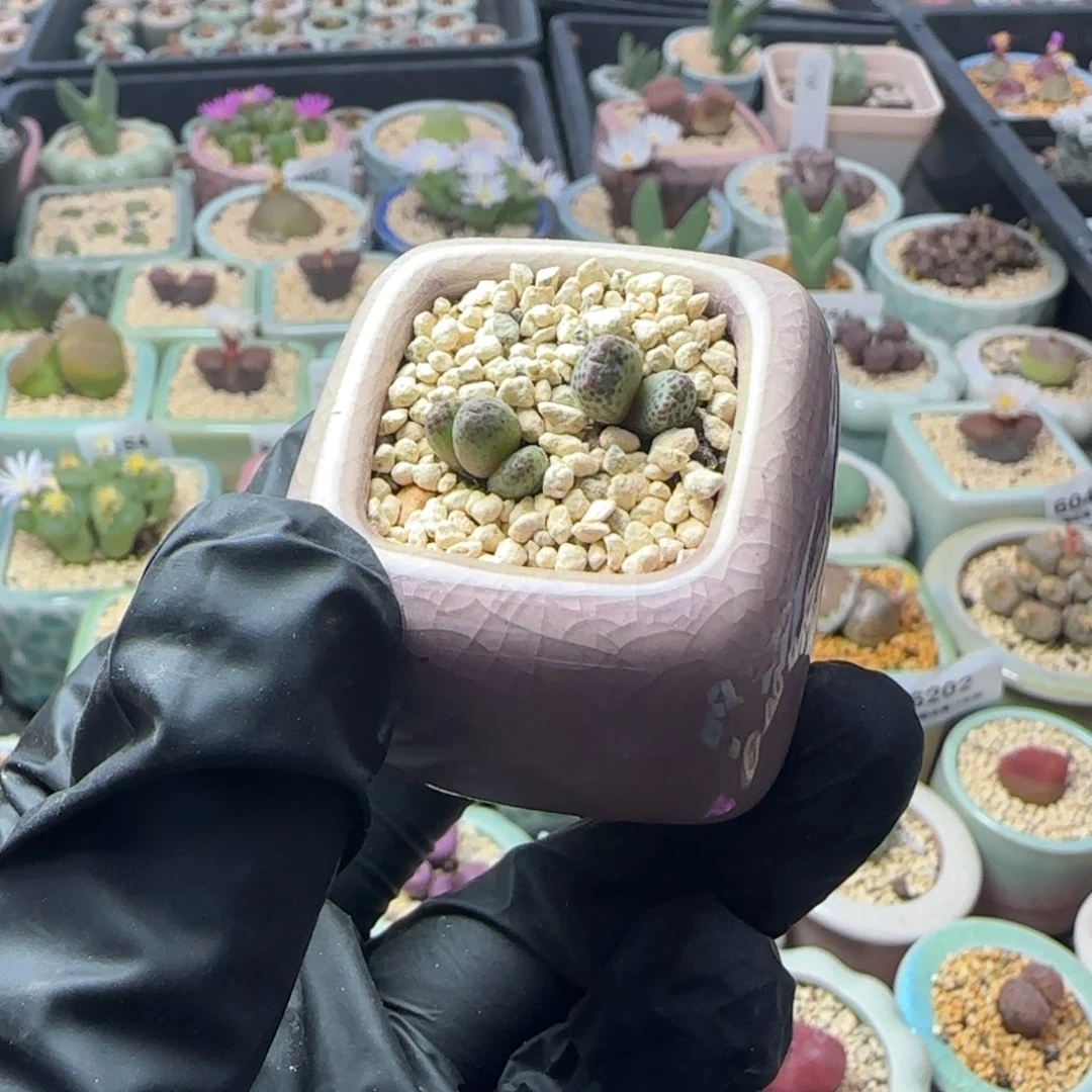 6207--一物一拍 带盆