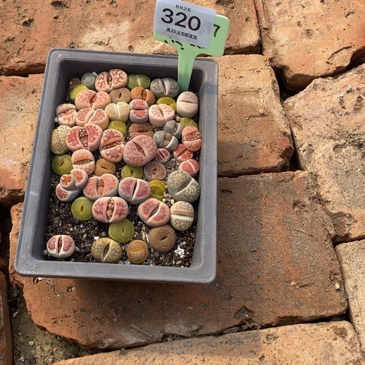 鱼****320生石花小苗长