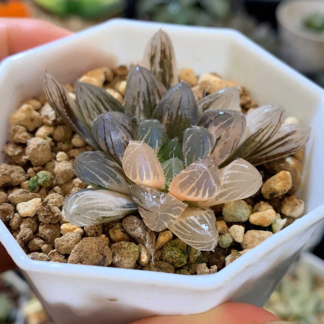 赤线玉露锦，带盆一起