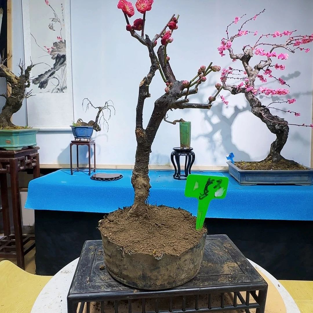 无铅玻璃飘**风f g h k m l l