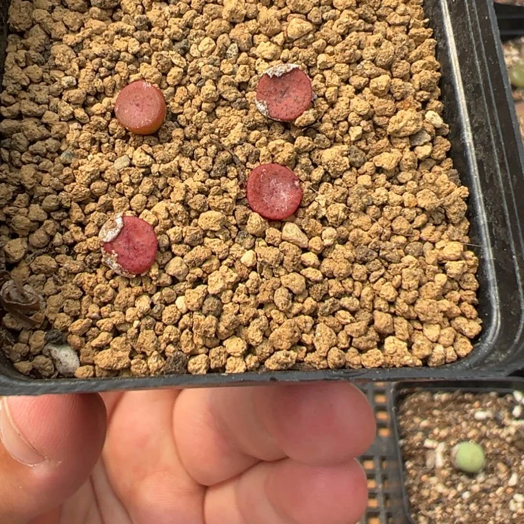 12-170量拍金币纽扣一颗
