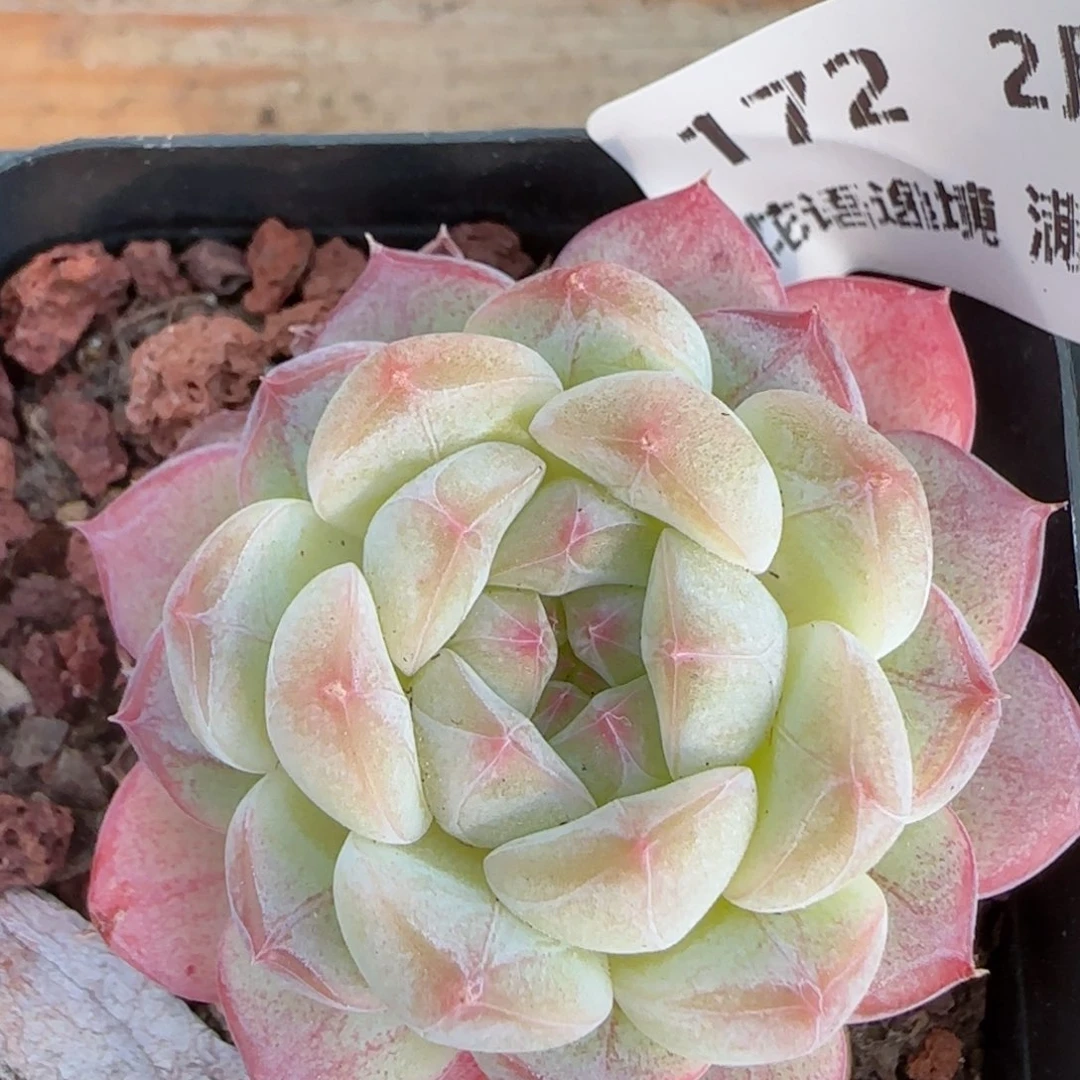 花语逸镜0206-172