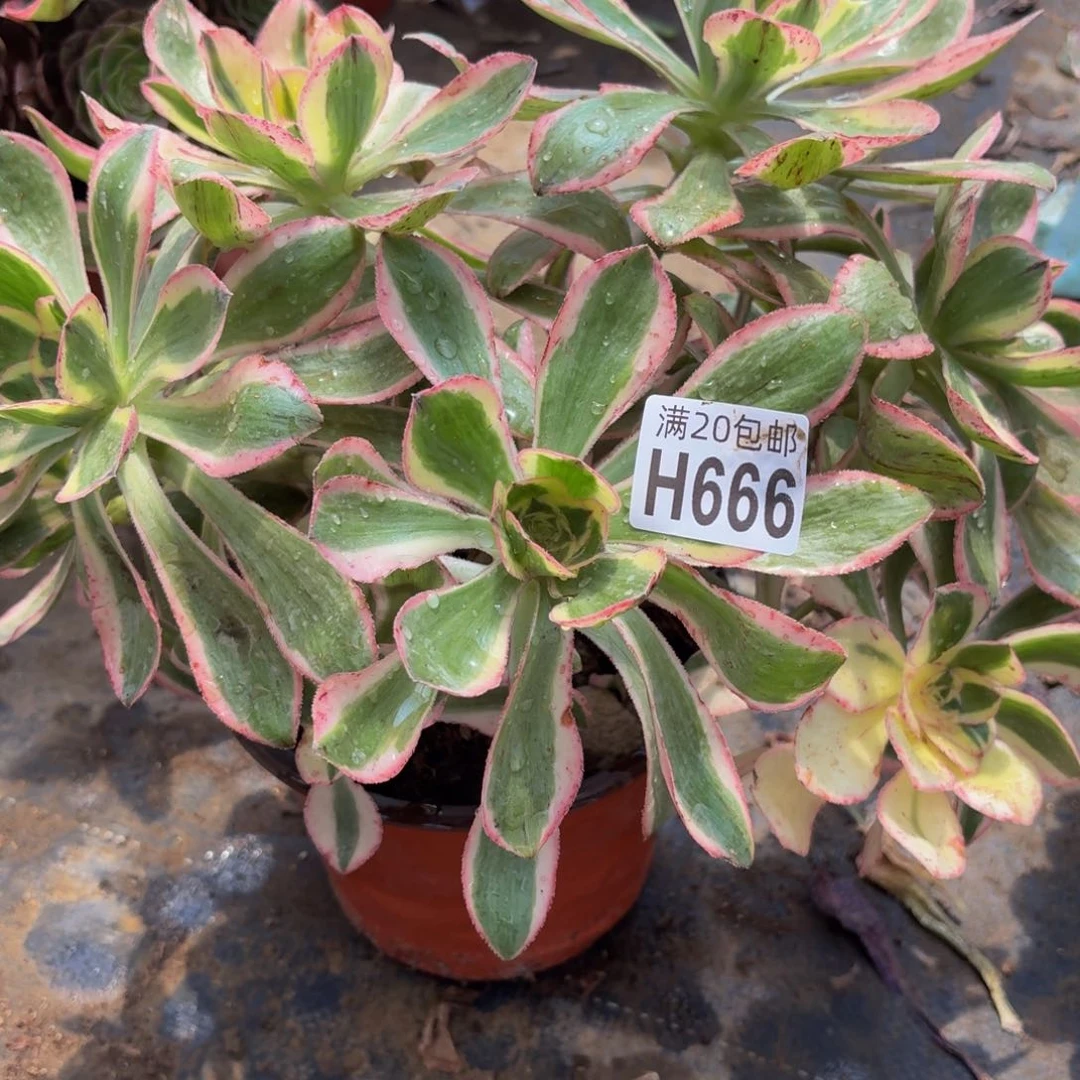 无花朵666多肉植物捧花的时候