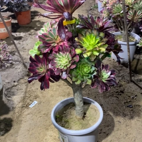 011嫁接多品种134577899