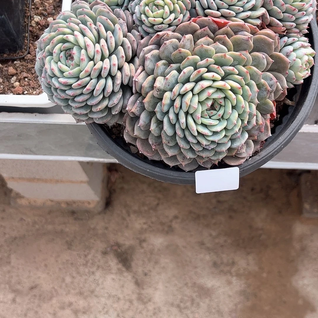 ζ**頭白牌没有数字多肉植物