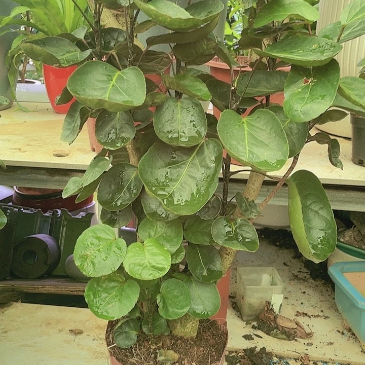 完全开放11111111111