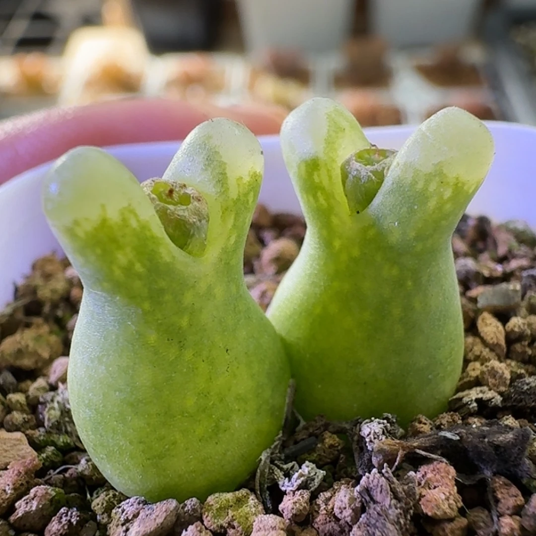 2455超级奶瓶风铃玉哈哈哈哈