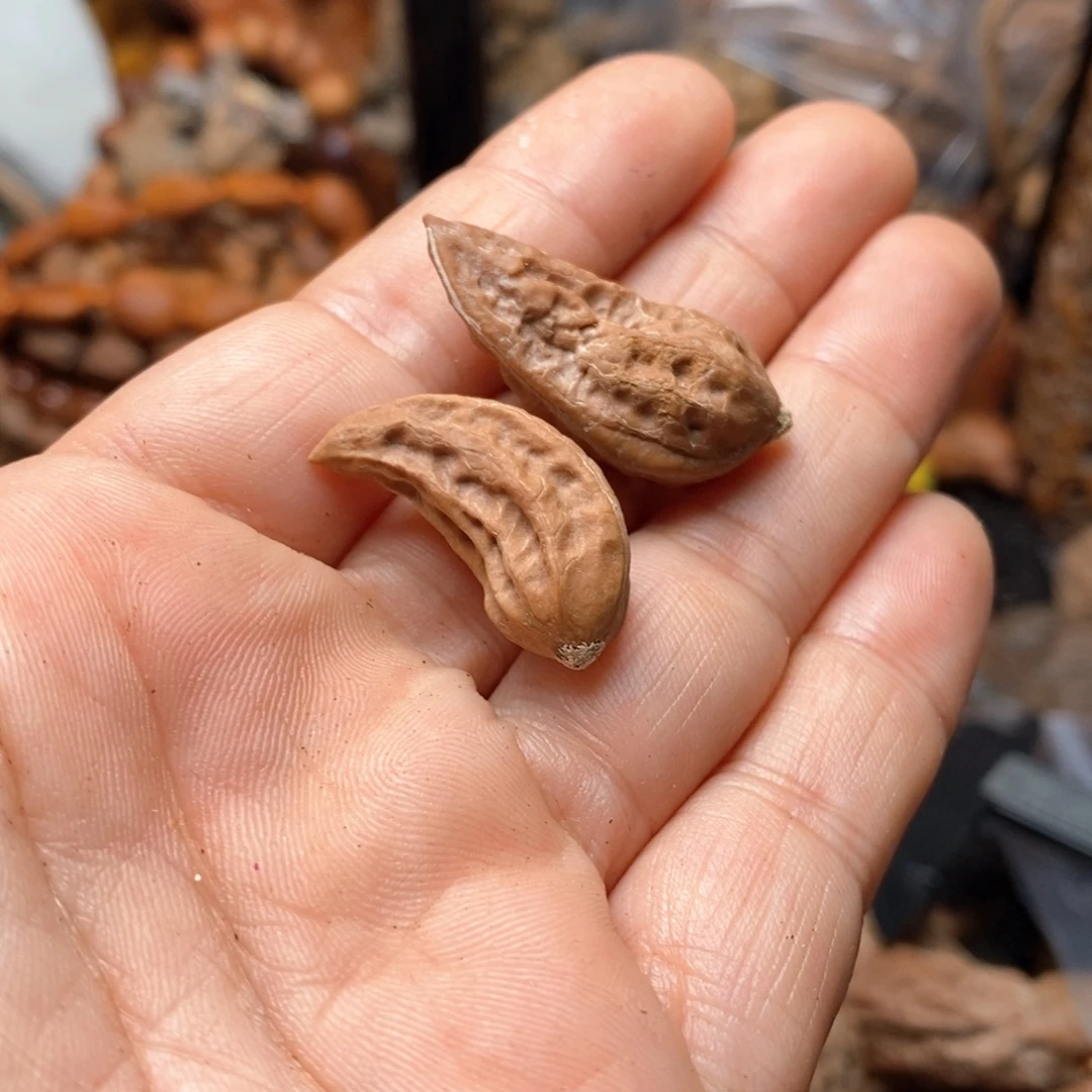 文玩核桃吊坠瑕疵88