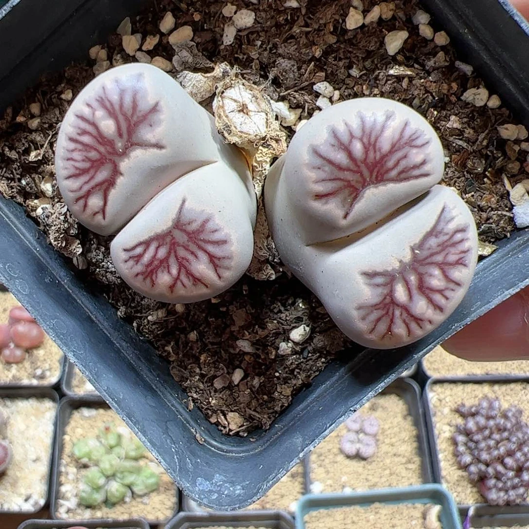 【闪购商品】142 菊