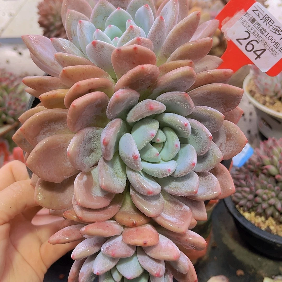 264果糖多肉植物