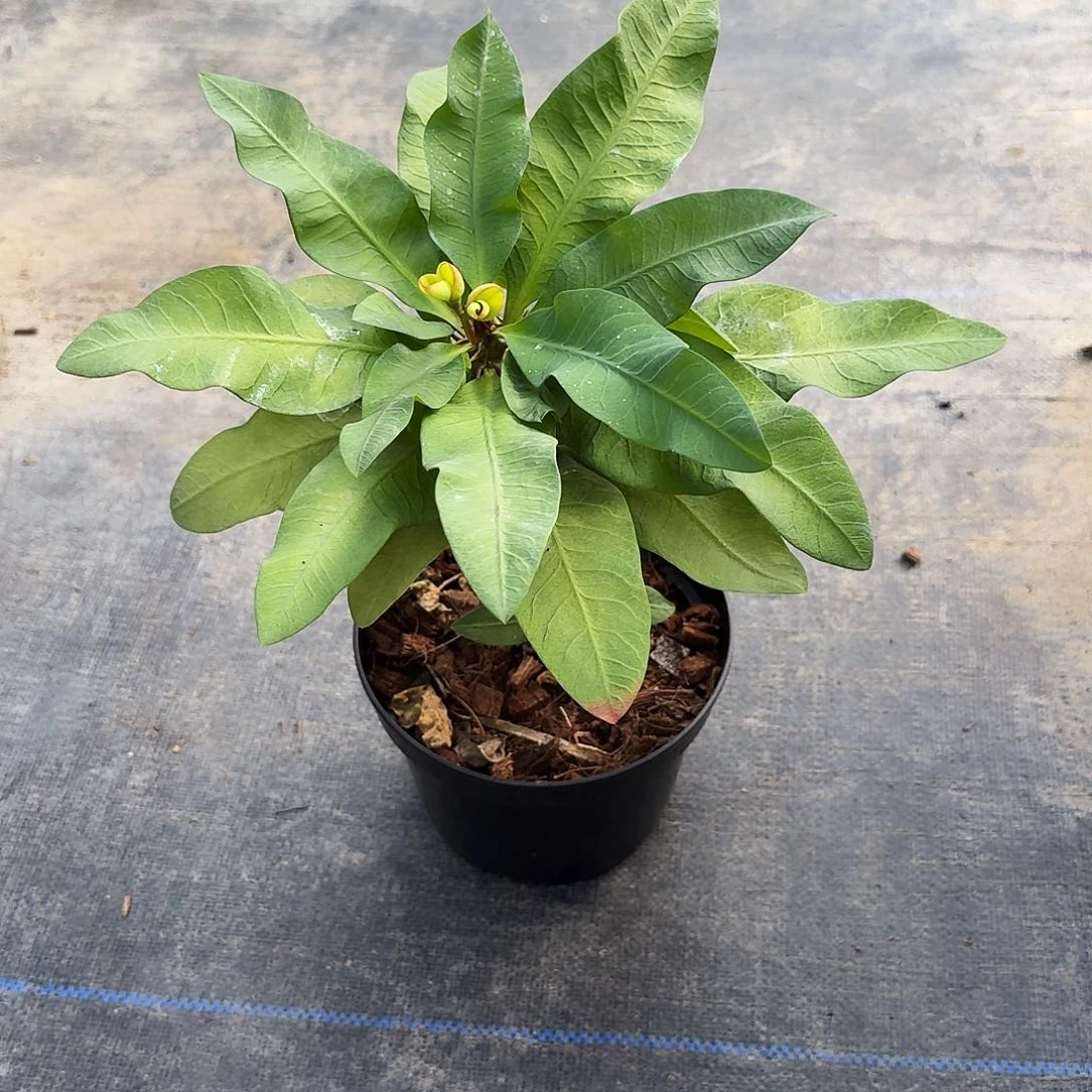 E***兔完全开放糖果派对直播间一物一拍