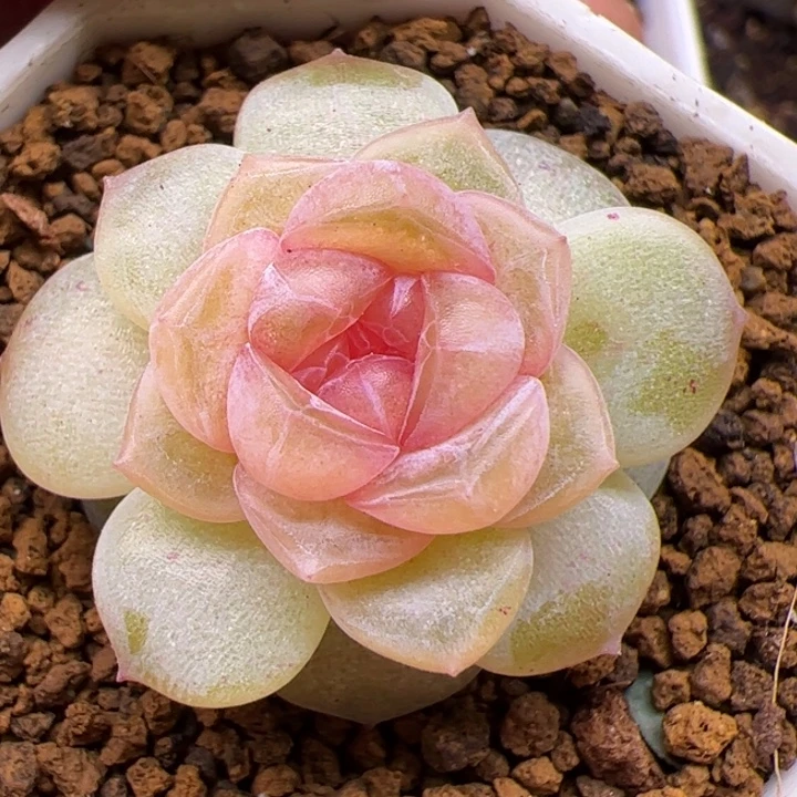 一物一拍，尺寸不大