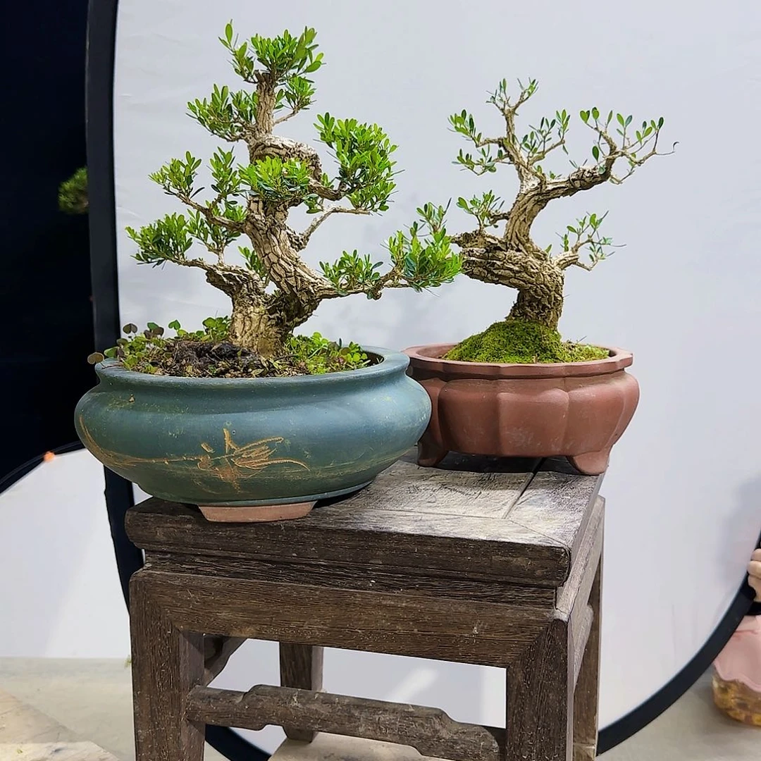 高端黄杨盆景艺术Z****上