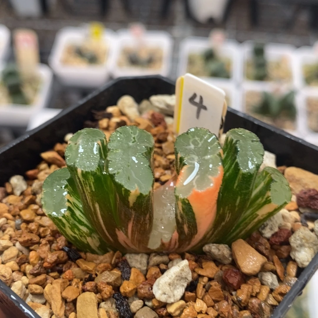 4北宅玉扇十二卷多肉