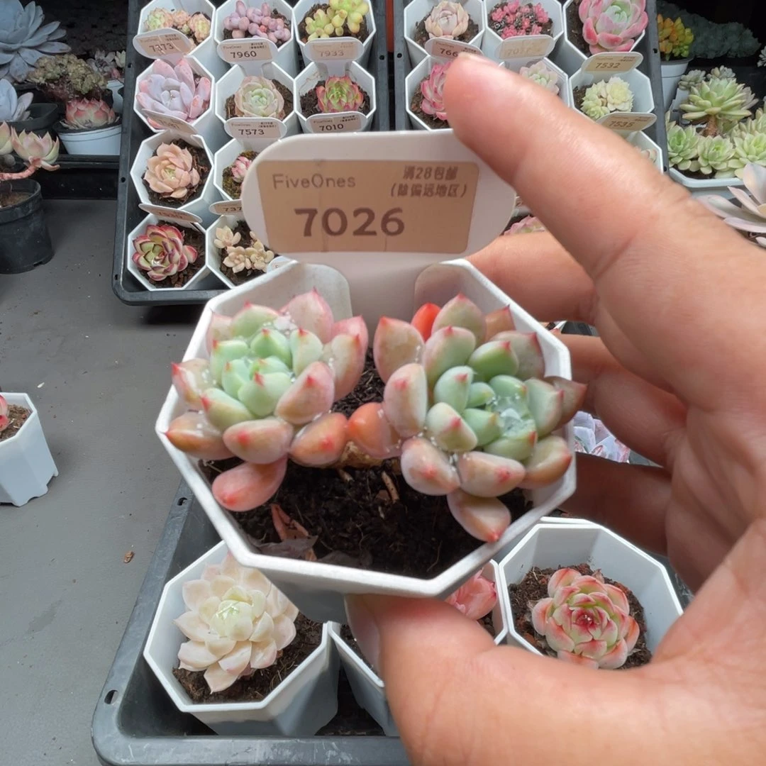 7026雪桃5.0厘米