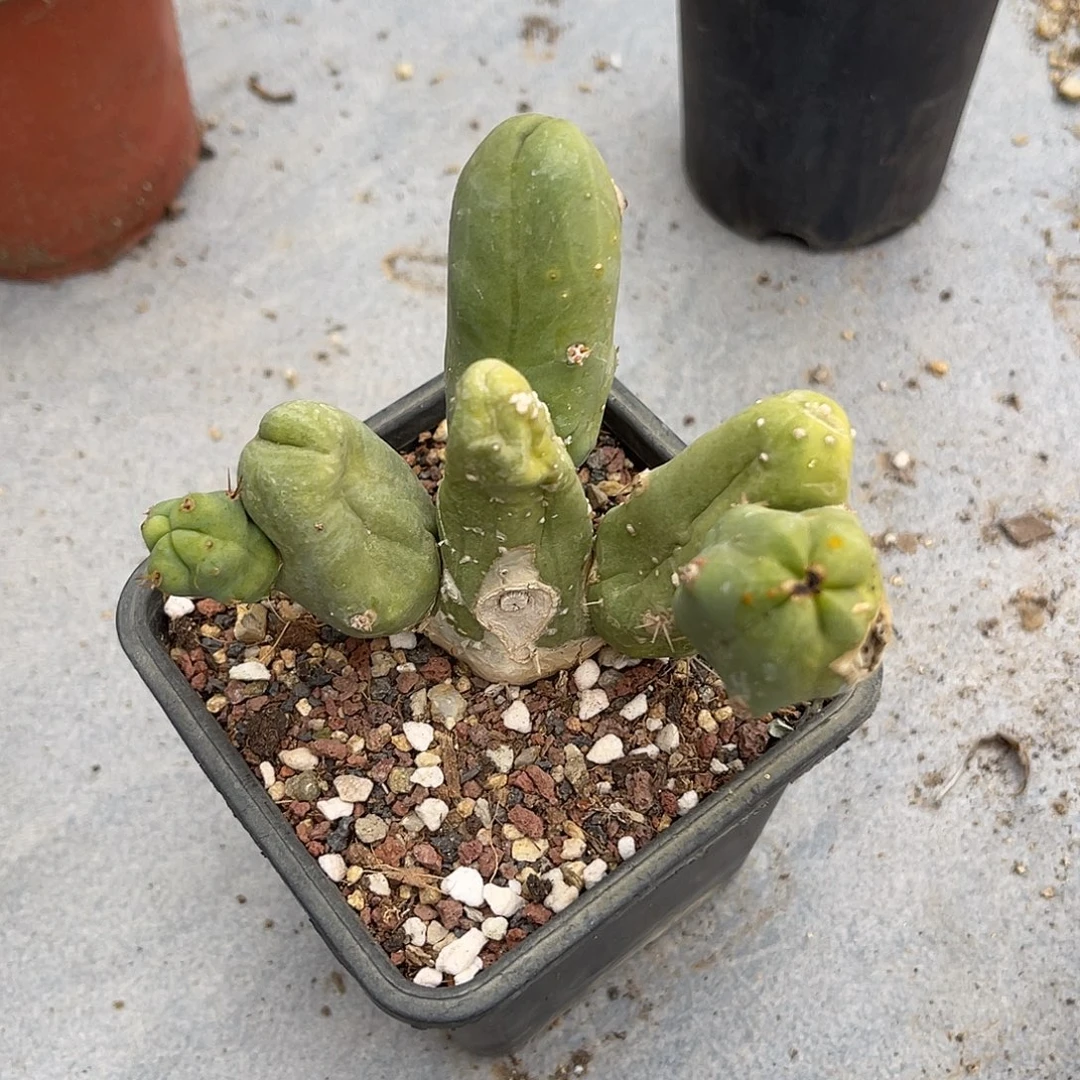 程程柱六头群生一物一拍