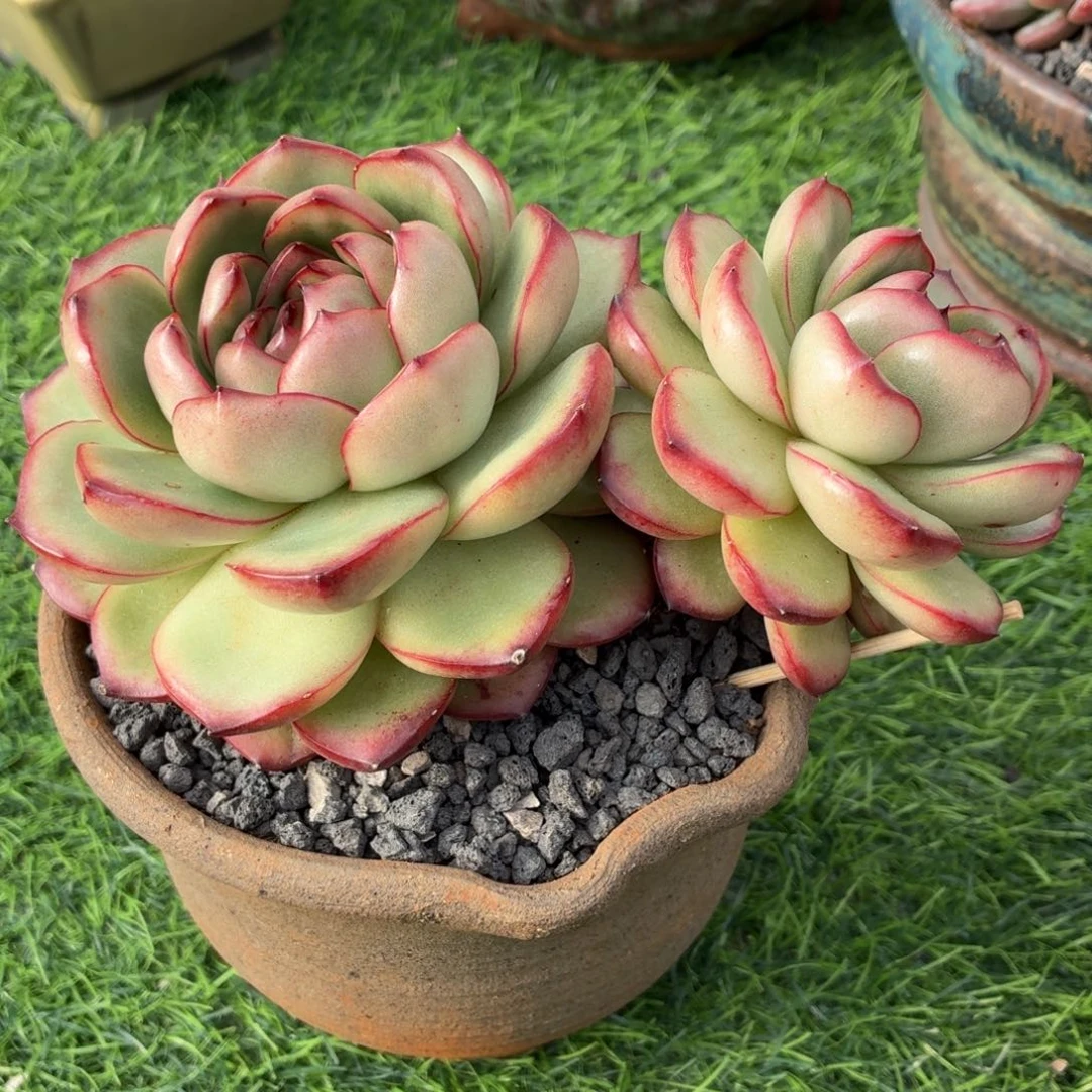 多肉植物 万宝龙-4