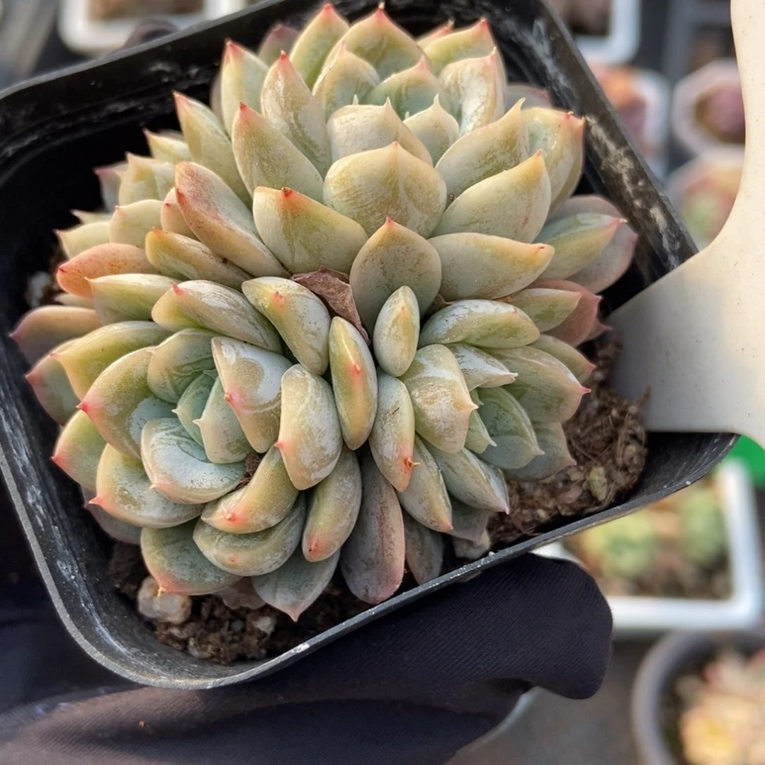 894爱沙公主多肉，