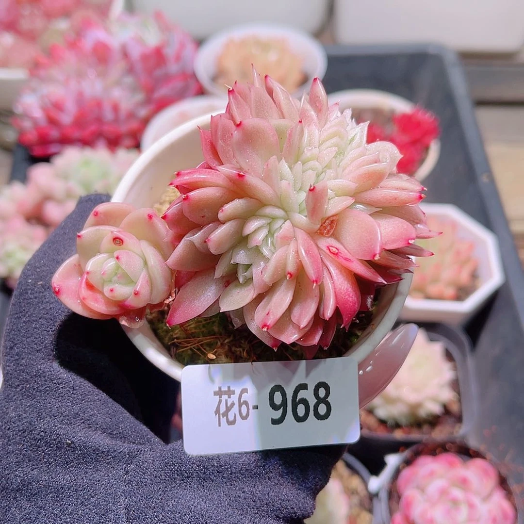 花利美6-968新品缀化