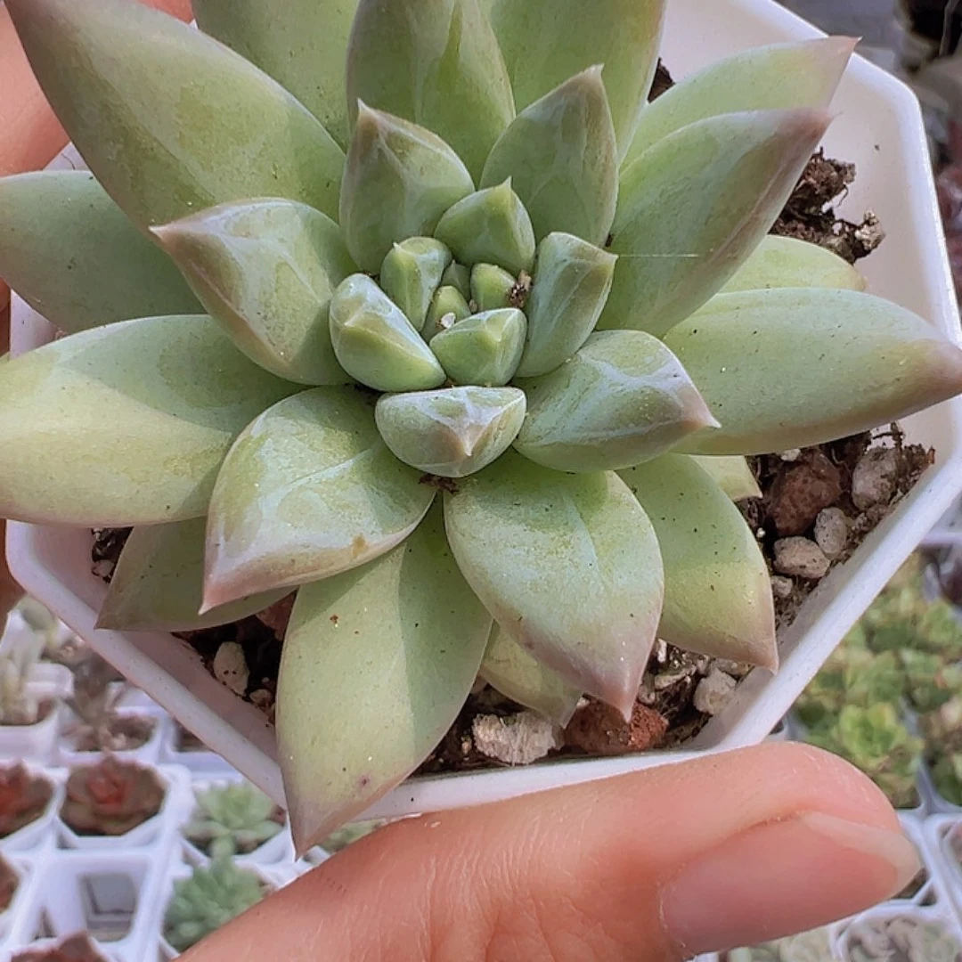 伊卡鲁斯多肉19包邮