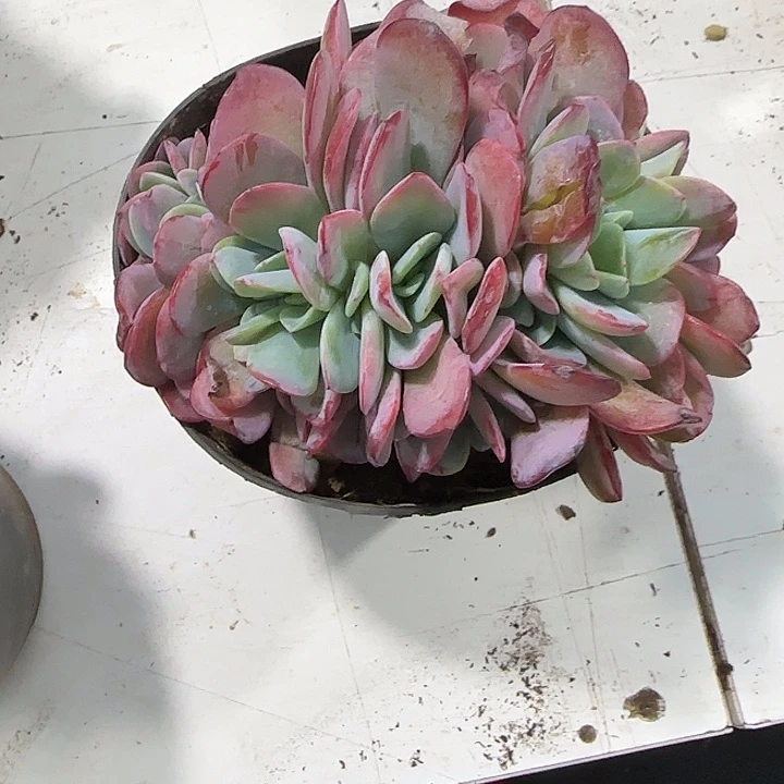 青蛙王子儿童牙膏套装11