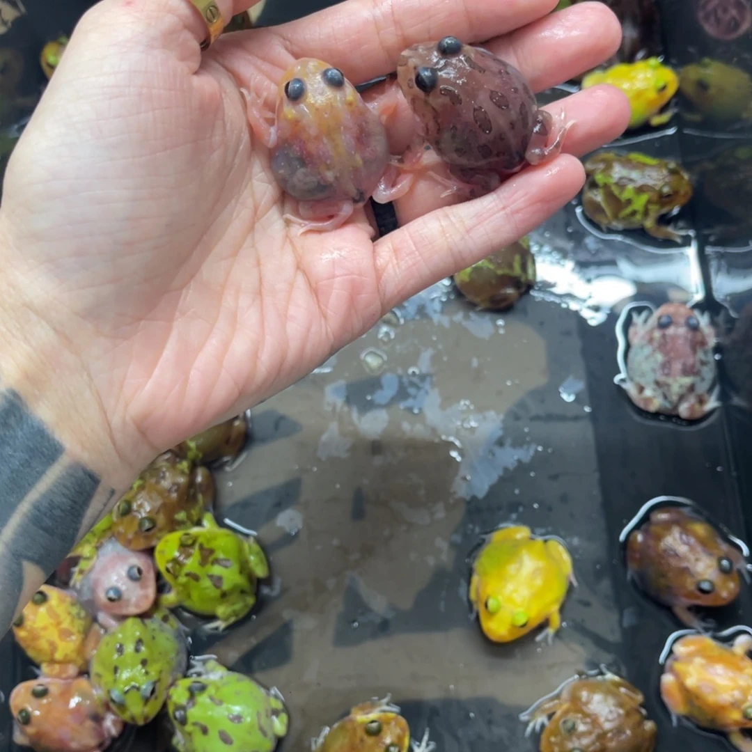 大***毛角蛙特价变异两只