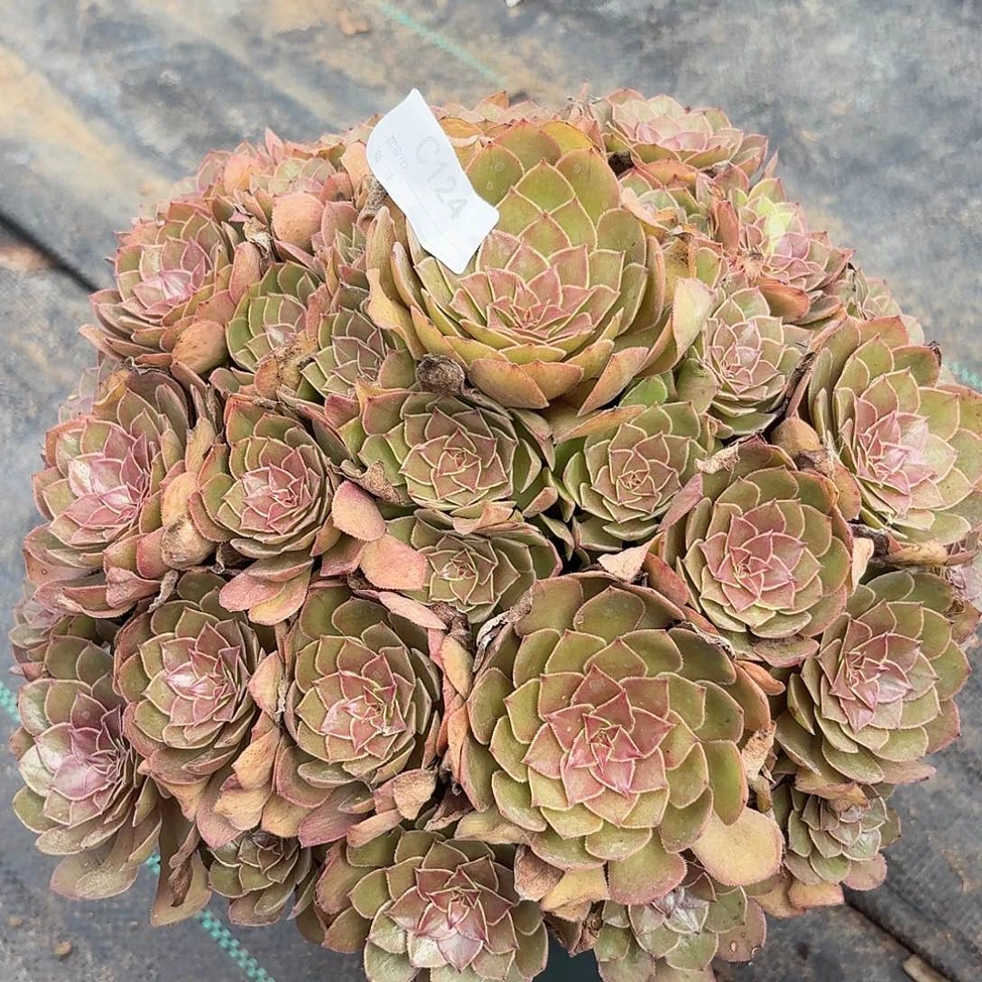 124红魔多肉植物发货