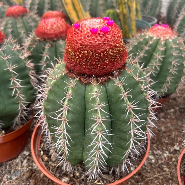 大锦云  仙人球夏型种绿植盆栽桌面阳台办公室摆件